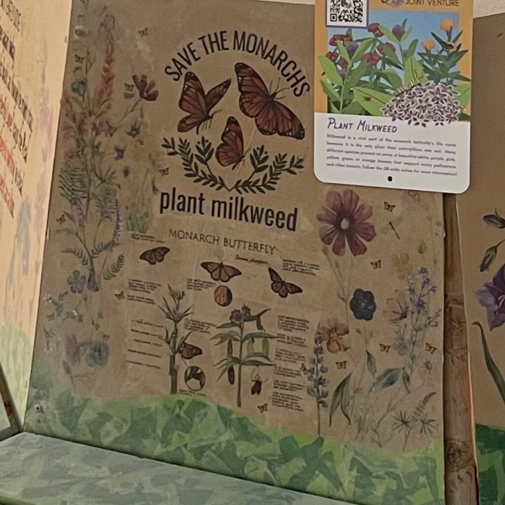 Monarchs - Milkweed Seeds